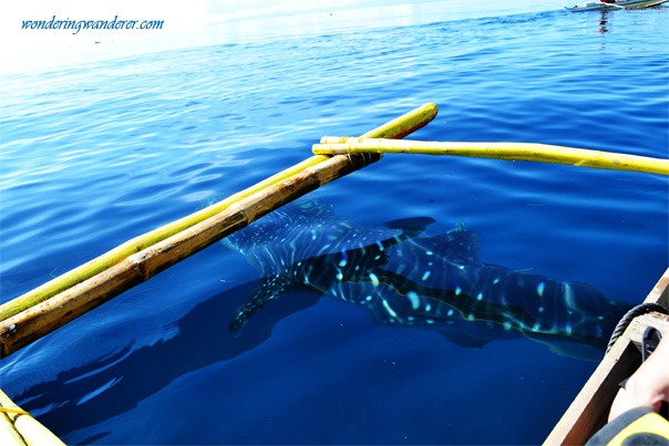 Oslob, Cebu Whale Shark