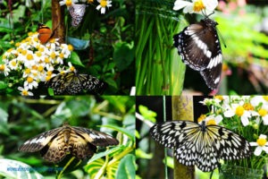 Simply Butterflies Conservation Center: Butterfly Sanctuary - Bilar, Bohol