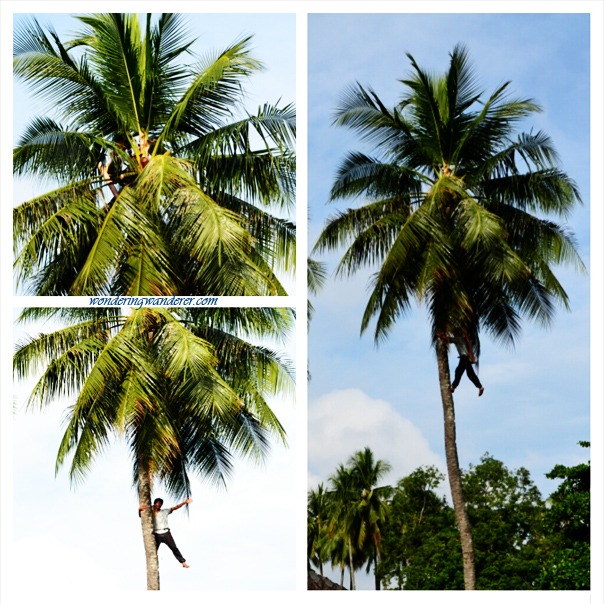 Pearl Farm Davao City - Coconut Man 