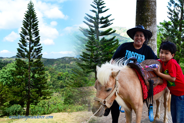 Small Horse at Picnic Grove - Tagaytay City, Cavite