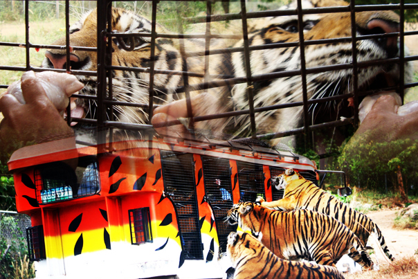 Tiger Safari of Zoobic Safari - Subic Bay Freeport Zone