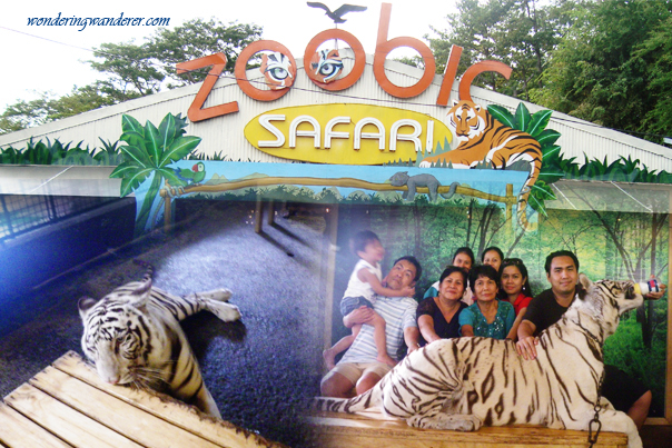 White Tiger at Zoobic Safari - Subic Bay Freeport Zone