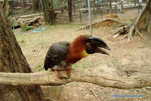 Hornbill - Zoobic Safari - Subic Bay Freeport Zone