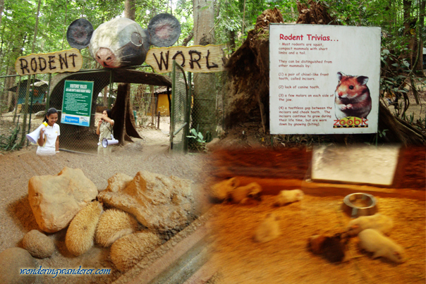 Rodent World - Zoobic Safari - Subic Bay Freeport Zone