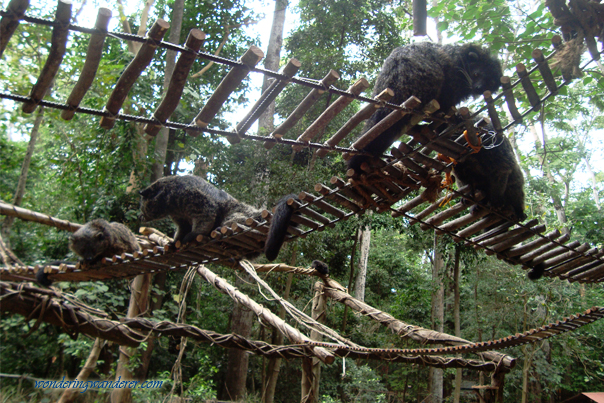 Bearcats of Zoobic Safari - Subic Bay Freeport Zone