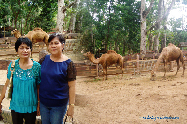 Camels of Zoobic Safari - Subic Bay Freeport Zone
