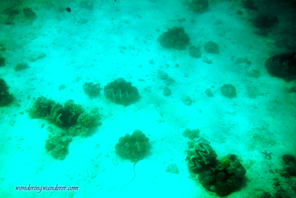 Giant Clams snorkeling site