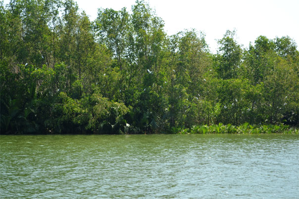 Balsa River Cruise: Native Floating Restaurant Herons